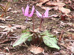 片栗の花